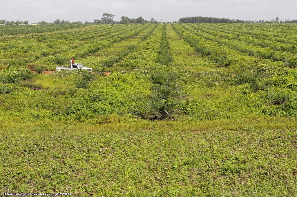 _VKK3147_VincentKowalski-2015 BD.jpg